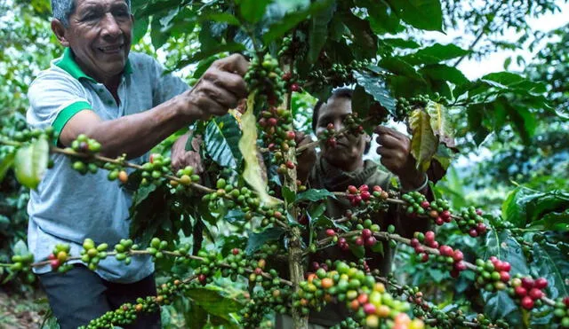 Disminución en la producción de café se atribuye a condiciones climáticas adversas. Foto: Andina