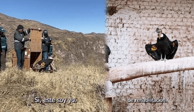 Qhapaq fue liberado en la sierra de Arequipa. Foto: composición LR/captura de video/@serfor - Video: @serfor/TikTok