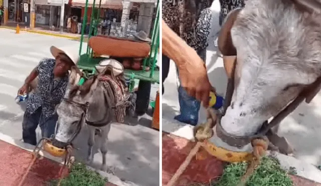 Burro es el consentido de vecinos de Catacaos. Foto: captura Trinidad Noticias- video: Trinidad Noticias