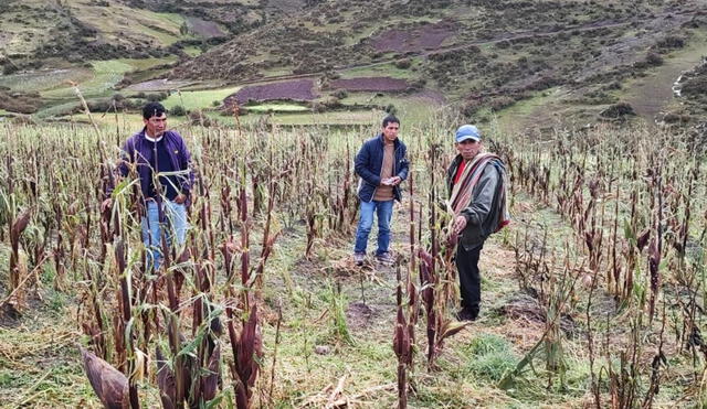 El Midagri desembolsó cerca de S/49 millones por el Seguro Agrario Catastrófico. Foto: Andina
