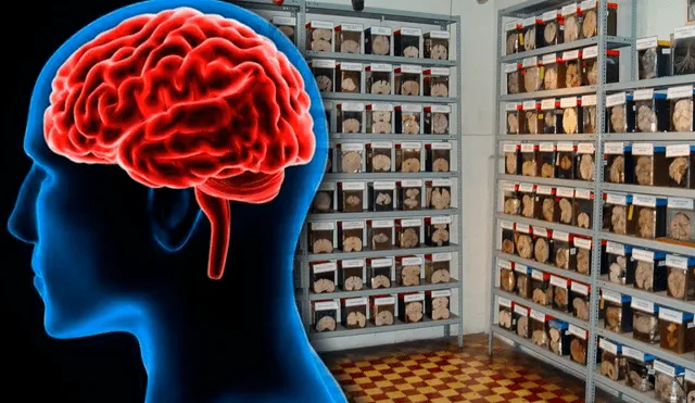 El Museo del Cerebro se ubica en el Instituto Nacional de Ciencias Neurológicas de Lima. Foto: composición: composición/Eciclopedia Humanidades/difusión