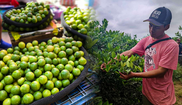 Los agricultores piden ayuda al Ejecutivo ante el problema de la baja producción de limón. Foto: composición LR/Jazmín Ceras - Video: Maribel Mendo/LR