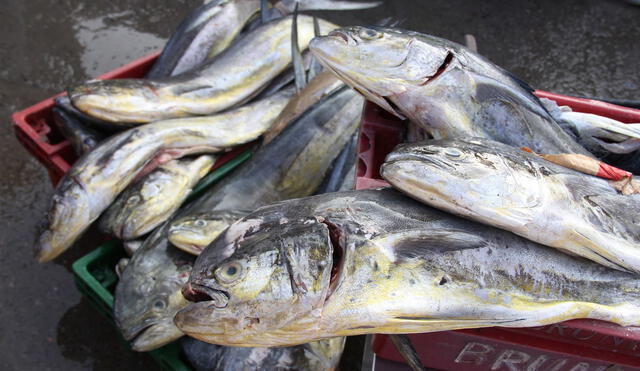 La descarga total de las capturas efectuadas se contabilizará como parte del Límite Máximo Total de Captura (LMTC) para la temporada de pesca 2023-2024  del perico. Foto: Andina