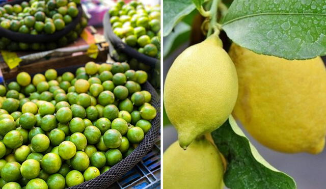 Precio de limón sigue en aumento en el Perú. Foto: composición LR/ Pixbay