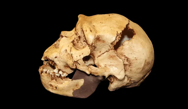 Cráneo de Homo heidelbergensis. Foto: Sabena Jane Blackbird/Alamy