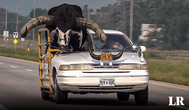 El auto fue remodelado para poder llevar al toro Watusi de copiloto. Foto: Univisión/captura de YouTube