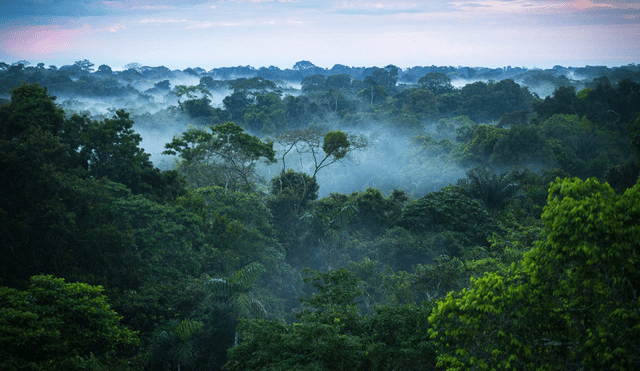 Se estima que los bosques absorben 7.600 millones de carbono al año. Foto: University of Yale