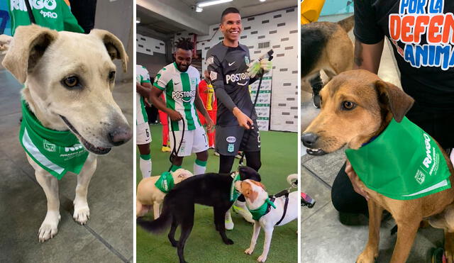 Atlético Nacional cada cierto tiempo promueve campañas contra el maltrato animal. Foto: composición GLR