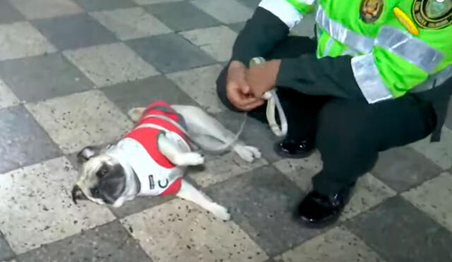 El agresor del pequeño animalito fue condenado por el delito de abandono y actos de crueldad de animales domésticos y silvestres. Foto: captura RPP