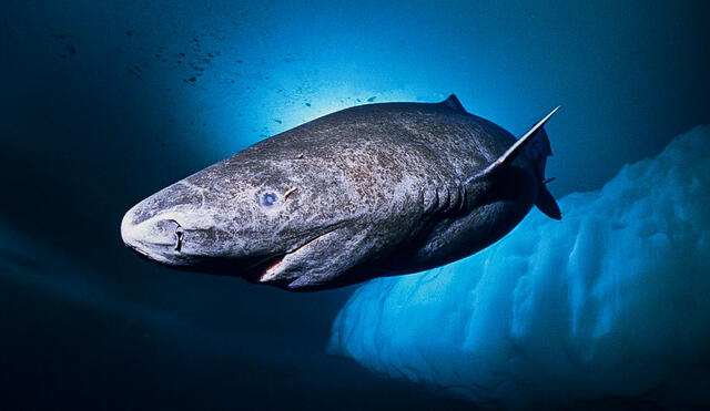 Tiburón durmiente en mar ártico. Foto: Fundación Aquae