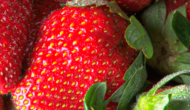Los puntos de las fresas son denominados aquenios. Foto: Storyblocks