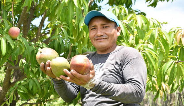 Disminuye producción de mango. Foto: La República