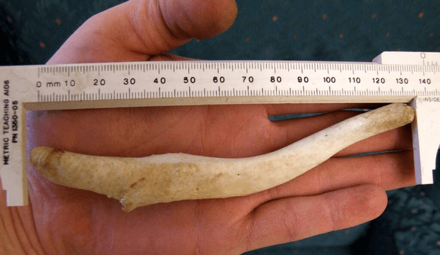 Una muestra del báculo de una foca, que suele medir aproximadamente 14 centímetros. Foto: Travis/Flickr