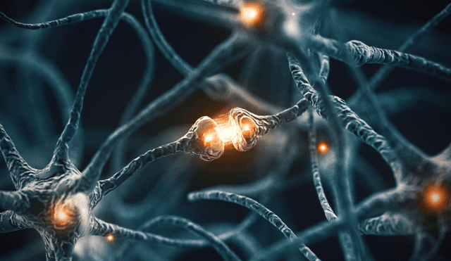 Se ha descubierto un tercer tipo de células cerebrales. Foto: referencial / Live Science