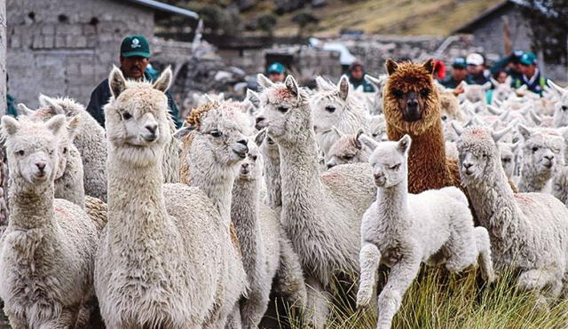 Alpaqueros temen perder sus animales. Foto: El Peruano