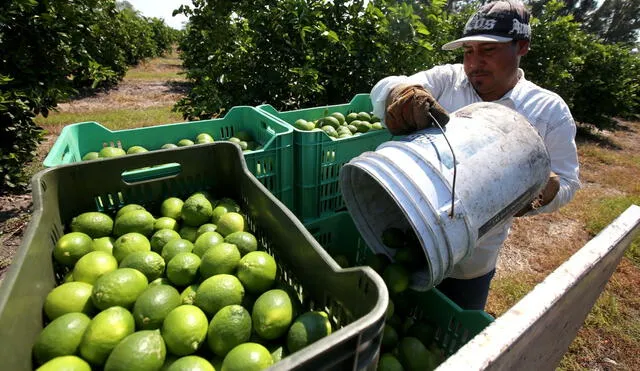 Los pequeños productores piden capacitación tecnológica y mayores recursos. Foto: La República