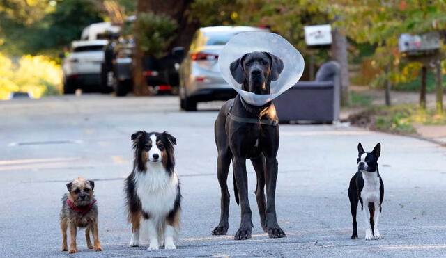 ‘Hijos de perra’ es protagonizada por 4 canes, quienes buscarán venganza contra el dueño que abandonó a uno de sus amigos. Foto: Universal Pictures