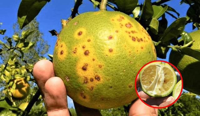 Senasa emitió un video informativo para reconocer los síntomas del dragón amarillo. Foto: composición LR/ABC