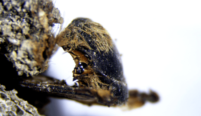 La abeja del género Eucera de hace 3.000 años. Foto: Andrea Baucon