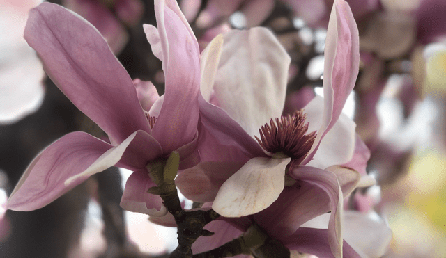 Magnolias. Foto: Pexels