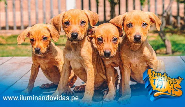 Surco será el escenario de la campaña ‘Iluminando vidas’. Foto: Iluminando vidas