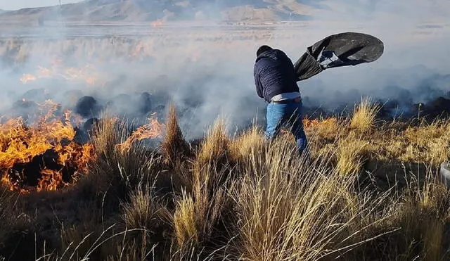 Ovejas quedaron calcinadas en siniestro. Foto: La República