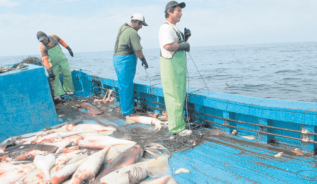 Labor. Más de 11.000 pescadores participan de la actividad potera en el país, según la SPDA. En el primer semestre, los envíos de pota crecieron 112%. Foto: difusión