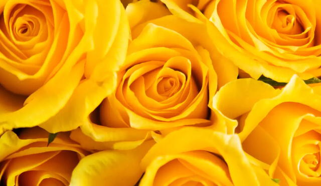 El 21 de septiembre, se regala flores amarillas por el inicio de la primavera. Foto: Expansión
