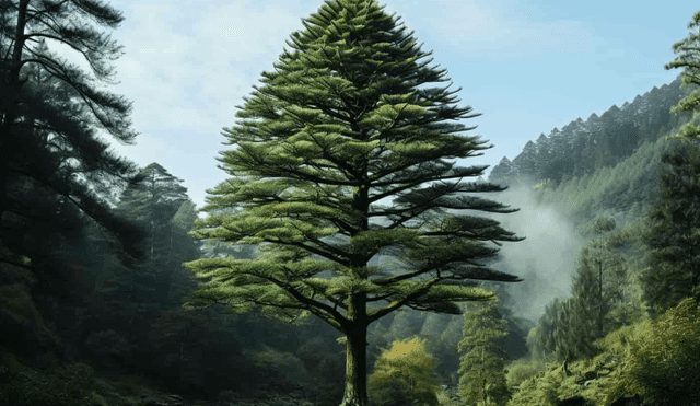 El pino de Wollemi es apodado como "fósil viviente" debido a que se mantiene casi inalterado desde el Cretácico. Foto: Future Three Health