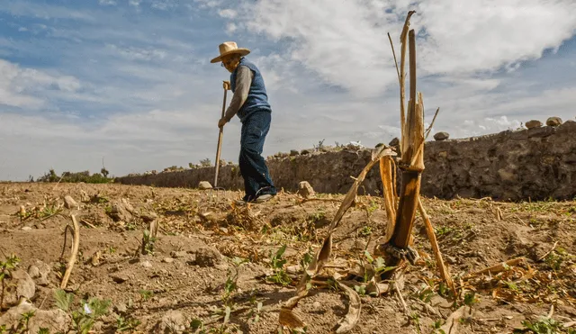 Sequía. La carencia de lluvias en las zonas andinas pasan factura a la agricultura, sobre todo a la familiar. Foto: La República