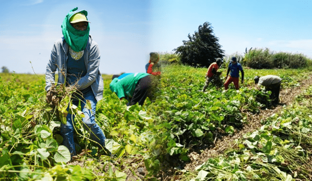 Pequeños agricultores se benefician con cultivo de frejol. Foto: Andina