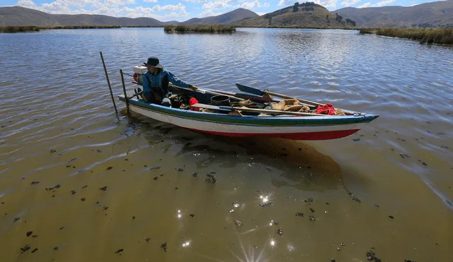 Contaminación del lago. El Titicaca recibe desagues de Puno y ciudades aledañas lo que provoca daño ambiental. Foto: Rodrigo Talavera/LR