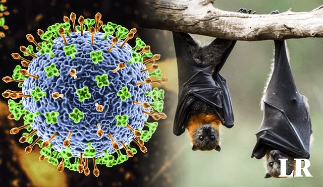 El virus Nipah es más mortal que el COVID-19. Foto: composición de Fabrizio ovido