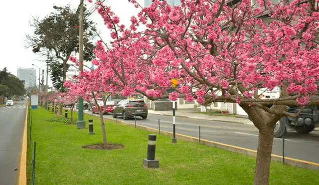 Al igual que el invierno, esta primavera será atípica, según informó Senamhi. Foto: Municipalidad de Jesús María