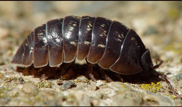 El nombre científico de los chanchitos de tierra es Armadillidium vulgare. Foto: Franco Folini / difusión