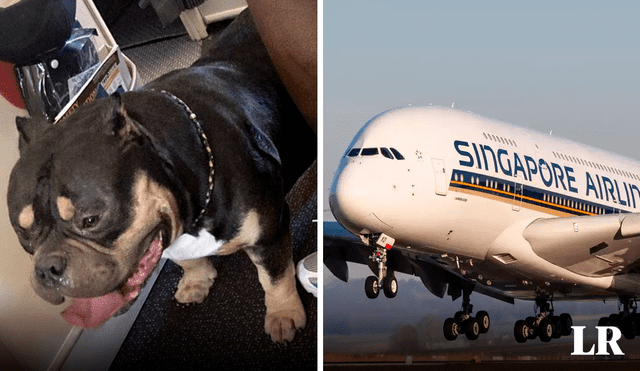 El hecho sucedió en un vuelo de primera clase de la aerolínea Singapore Airlines. Foto: composición LR/EtWorld