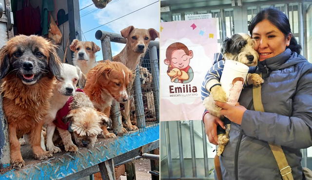 Emilia dedica su vida al cuidado de más de 200 perros en estado de abandono. Foto: composición LR/cortesía de Emilia Rescata Huancayo