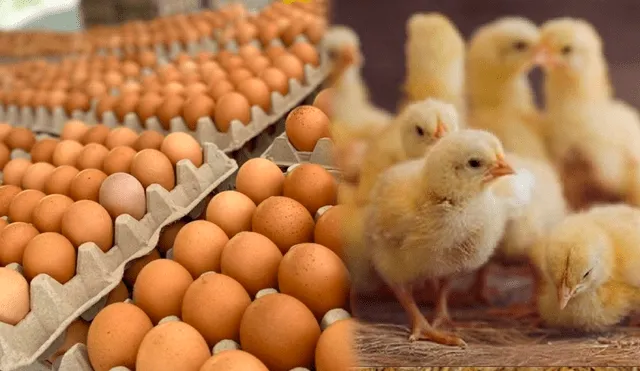 No se permitirá la importación de alimentos, concentrados ni camas que acompañen a las aves y los huevos. Composición LR/Andina