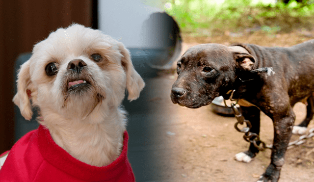 El sparring canino y las peleas de perros son actividades que se desarrollan de forma clandestina. Foto: composición LR/La República-Valery Coaquira