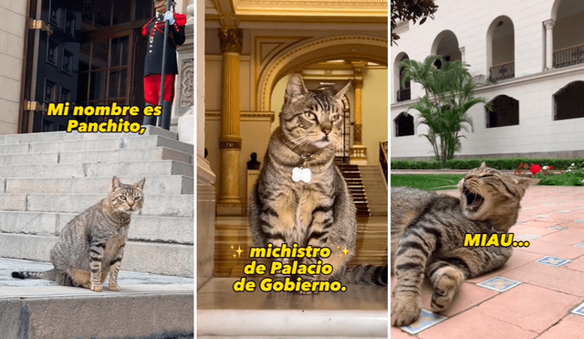 Los usuarios quedaron encantados al ver a Panchito en el Palacio de Gobierno. Foto: composición LR/TikTok/@presidenciaperu