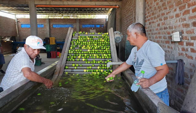 Importación. Los agricultores del centro poblado Cieneguillo, en la provincia de Sullana (Piura), denunciaron el ingreso por contrabando del limón colombiano. Foto: Almendra Ruesta/ URPI-LR