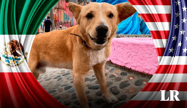 La historia de 'Oso' el perrito que fue deportado tras cruzar la frontera entre México y Estados Unidos, cautiva las redes sociales. Foto: composición de Luis Guerrero/LR/INDIGO. Video: @jaimeguerrero08