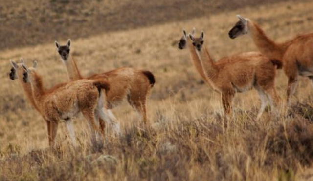 La vicuña es la especie más representativa y abundante en Pampa Galeras. Foto: Andina