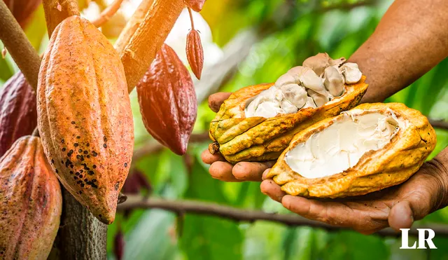 Las exportaciones de cacao orgánico van en aumento. Foto: composición LR Alvaro Lozano