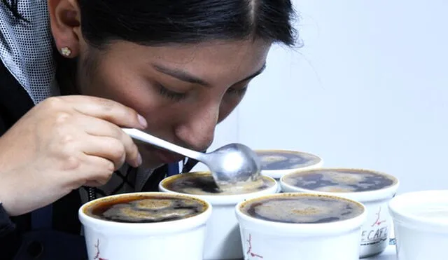 Catadores de café arábica. Foto: Devida