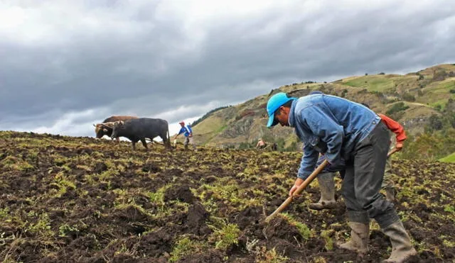 A la función agropecuaria para el año próximo se le asignará S/7.000 millones . Foto: Andina
