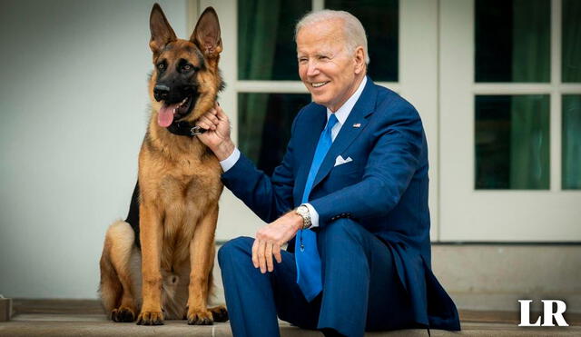 Commander, el perro del presidente los Estados Unidos, ha sido acusado de morder a agentes del Servicio Secreto. Foto: The Times