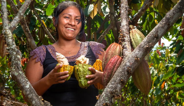 La región de Junín continúa consolidando su presencia para la exportación del cacao en el mercado internacional. Foto: Chiari