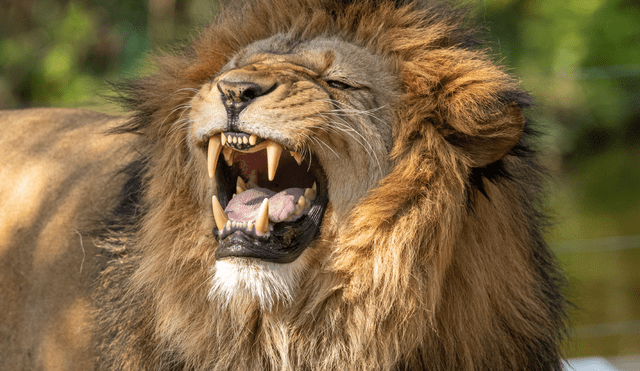 Los leones son reconocidos por ser de los mayores depredadores de África. Foto: Pexels