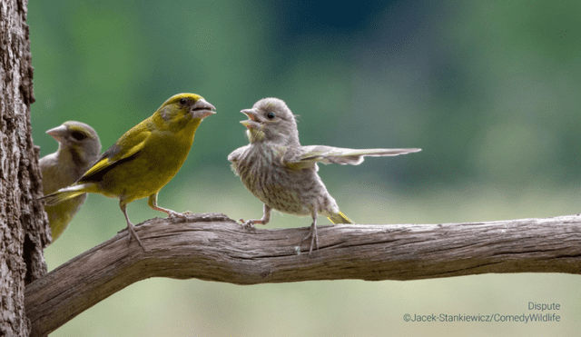 'Disputa', la foto que muestra a 2 aves que parecen discutir. Foto: Jacek Stankiewicz / Comedy Wildlife 2023